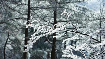 The frozen winter view with the forest and trees covered by the ice and white snow photo