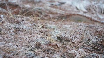 The frozen winter view with the grass and rocks covered by the ice and white snow photo