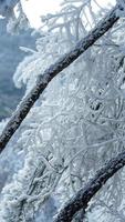 The frozen winter view with the forest and trees covered by the ice and white snow photo