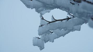 The frozen winter view with the forest and trees covered by the ice and white snow photo