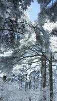 The frozen winter view with the forest and trees covered by the ice and white snow photo