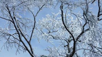 The frozen winter view with the forest and trees covered by the ice and white snow photo