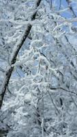 The frozen winter view with the forest and trees covered by the ice and white snow photo