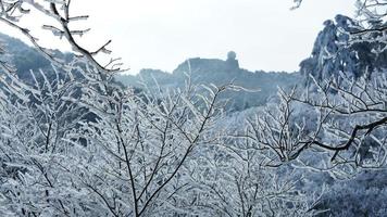 The frozen winter view with the forest and trees covered by the ice and white snow photo