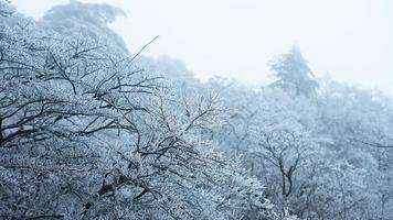 The frozen winter view with the forest and trees covered by the ice and white snow photo