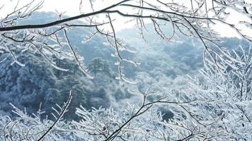 The frozen winter view with the forest and trees covered by the ice and white snow photo