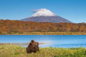 kamchatka oso pardo foto