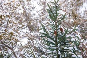 pine tree covered witrh snow photo