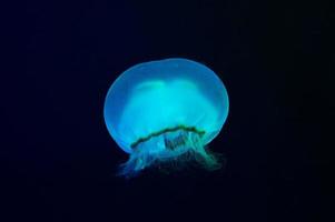 underwater image of jelly fish photo