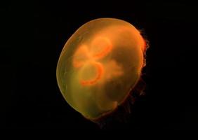 underwater image of jelly fish photo