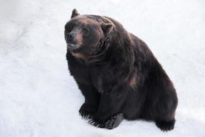 Brown bear, Ursus arctos sits on the snow photo