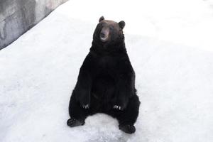 marrón oso, ursus arctos se sienta en el nieve foto