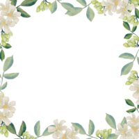 watercolor white murraya orange jasmine flower bouquet wreath frame square banner background png
