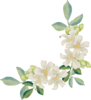 watercolor white murraya orange jasmine flower bouquet wreath frame png