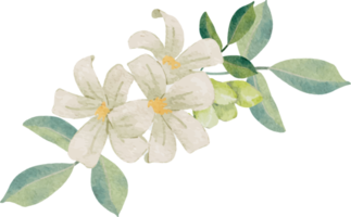watercolor white murraya orange jasmine flower bouquet wreath frame png