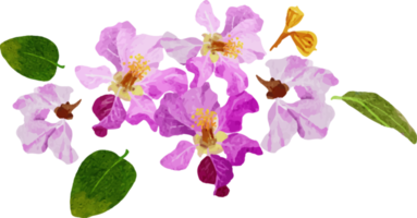 acuarela púrpura tailandés reinas flor ramo de flores guirnalda marco png