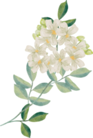 waterverf wit murraya oranje jasmijn bloem boeket krans kader png