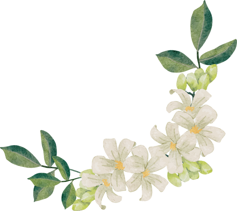 ジャスミンさくらページ watercolor white murraya orange jasmine flower bouquet