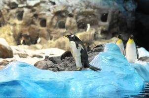 Penguin on ice photo