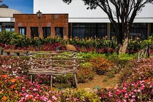 un de madera banco entre un jardín de floreciente flores en madeira foto