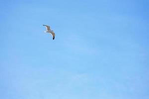 Seagull flying on clear blue sky photo