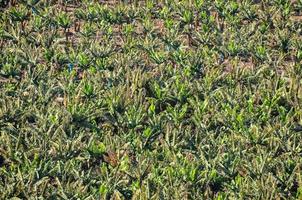 un plátano plantación foto