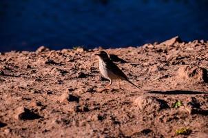 pajarito en el suelo foto