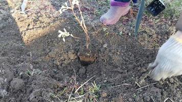 aanplant struiken en bomen in de land in de voorjaar video