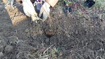 plantando arbustos y arboles en el país en el primavera video