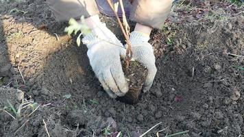 plantation arbustes et des arbres dans le pays dans le printemps video