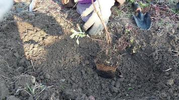 aanplant struiken en bomen in de land in de voorjaar video