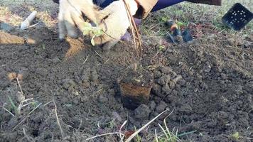 plantando arbustos y arboles en el país en el primavera video