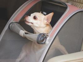 happy brown short hair chihuahua dog sitting in  pet carrier backpack with opened windows in car seat. Safe travel with pets concept. photo