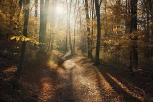 Sun shining through a forest on a path covered with fallen leaves during Autumn photo