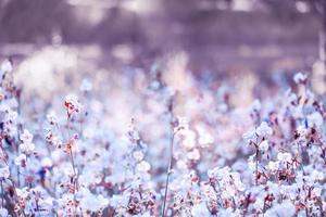 Purple flower blossom on field, Beautiful growing and flowers on meadow blooming in the morning.Soft pastel on nature bokeh background,vintage style photo