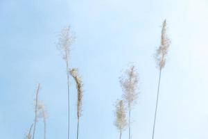 Soft focus of grass flower in the bright sky nature background photo