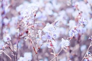 Blurred,Purple flower blossom on field. Beautiful growing and flowers on meadow blooming in the morning,selective focus nature on bokeh background,vintage style photo