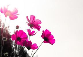 flor de flor de cosmos rosa en el campo. hermoso crecimiento y flores en el prado que florece en la mañana, naturaleza de enfoque selectivo en el fondo del bokeh, estilo vintage foto