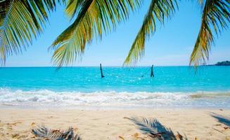 hojas de palma en el fondo de la playa del mar tropical en concepto de verano foto