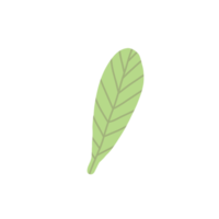 Delicate Organic Leaf png