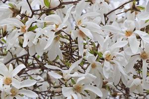 close up of white magnolia tree blossom photo