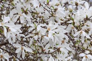 white magnolia tree blossom at spring photo