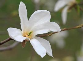 close up of white magnolia tree blossom photo