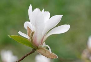 cerca arriba de blanco magnolia árbol florecer foto