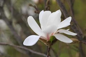 close up of beautiful magnolia tree blossom photo