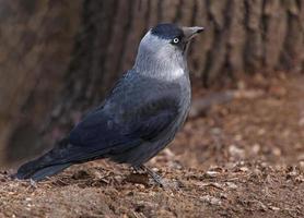 close up of western jackdaw on ground photo