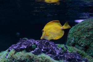 Zebrasoma flavescens fish in aquarium photo