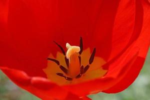 cerca arriba de rojo tulipán brote foto