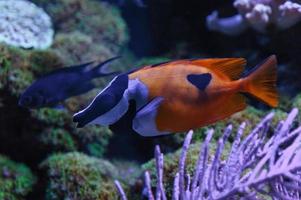 tropical fishes in aquarium photo