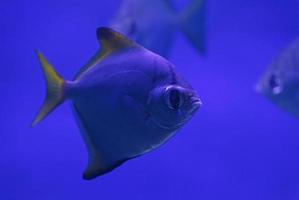 close up of piranha fish in aquarium photo